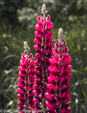 Russell Red Lupine _CW-0246