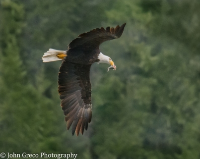 Bald Eagle with Fish-CW-2082