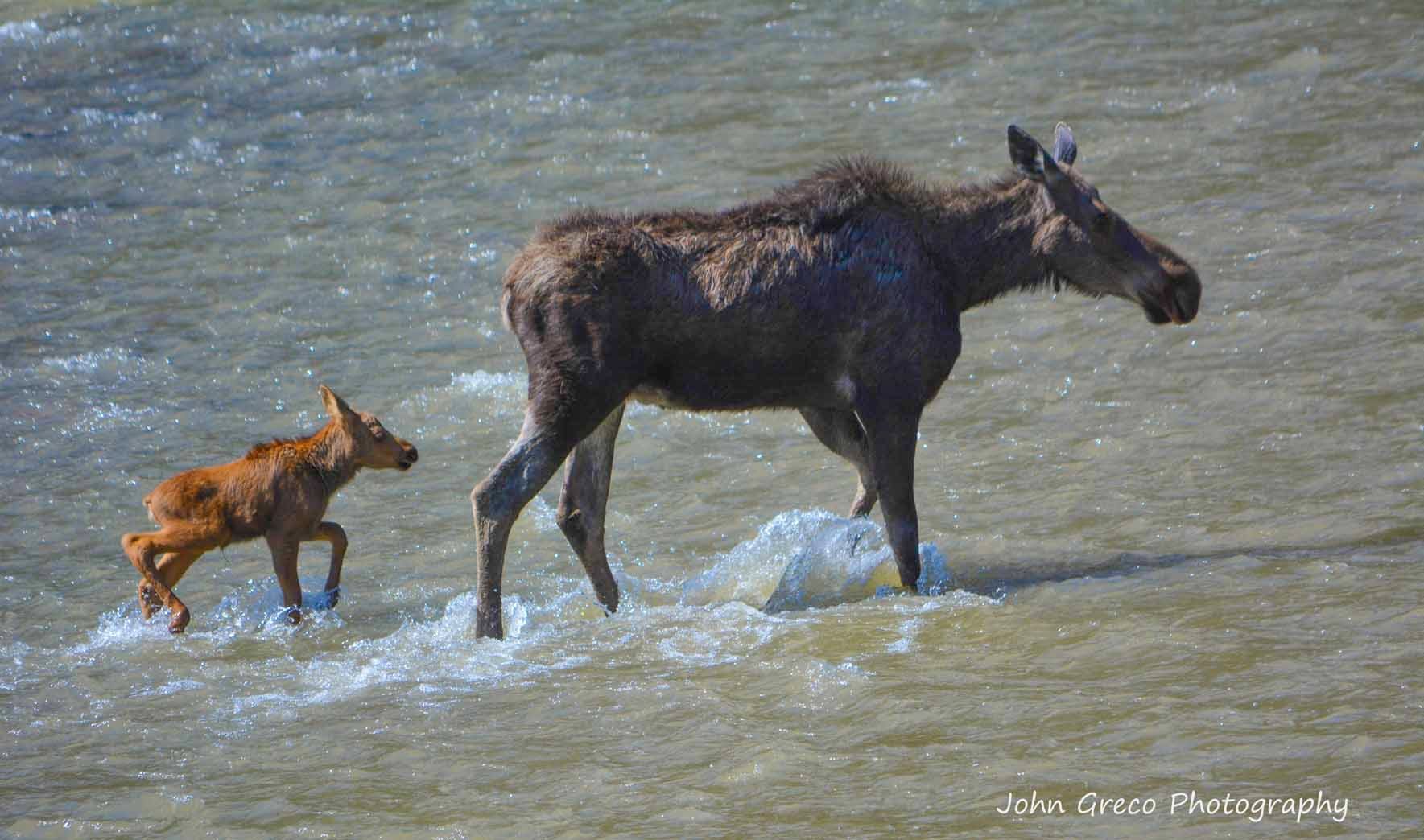 Female Moose (Cow) and her calf-CR-2